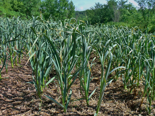 Wanneer Knoflook Planten