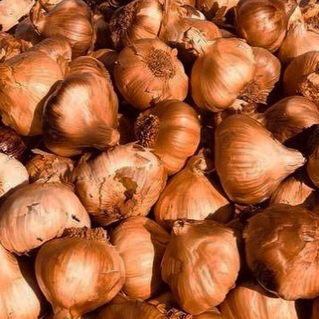 Gerookte Knoflook aan een streng